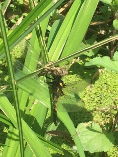 風船はどこまで飛んだ？〈続報〉 島田小学校